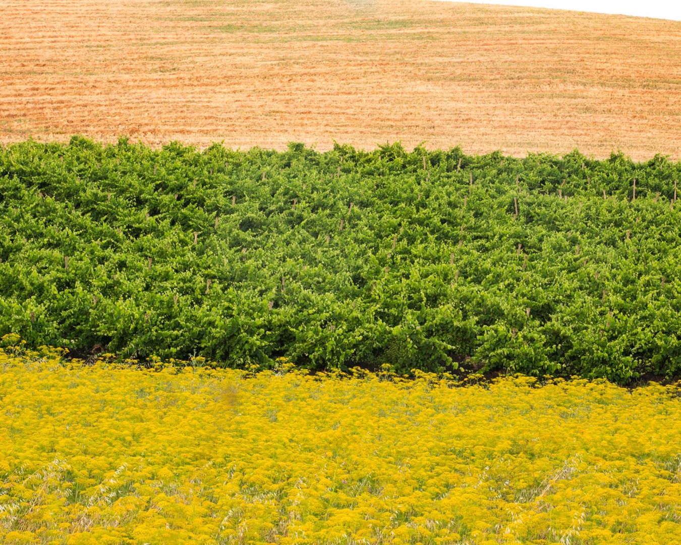 Reportage e Landscape fotografico Libera Terra - Sicilia Giugno 2017 - Ph © GIORGIO SALVATORI - nella foto vigna di Nero d'Avola a Contrada Pioppo, Monreale (PA)