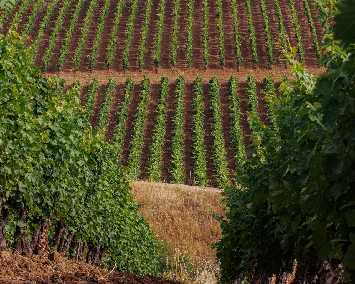 SAN TOMMASO -  località reportage VIGNA e CANTINA  - vitigno perricone - alba - Giugno 2021 - Ph © Giorgio Salvatori - www,giorgiosalvatori.com