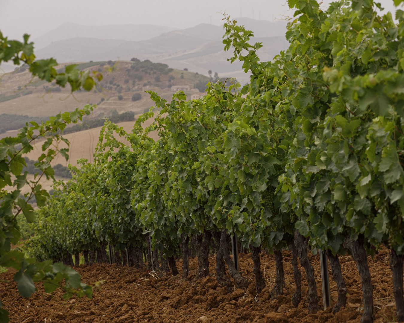 VERZANICA - Monreale  località reportage VIGNA  - vitigno MERLOT - Giugno 2021 - Ph © Giorgio Salvatori - www,giorgiosalvatori.com