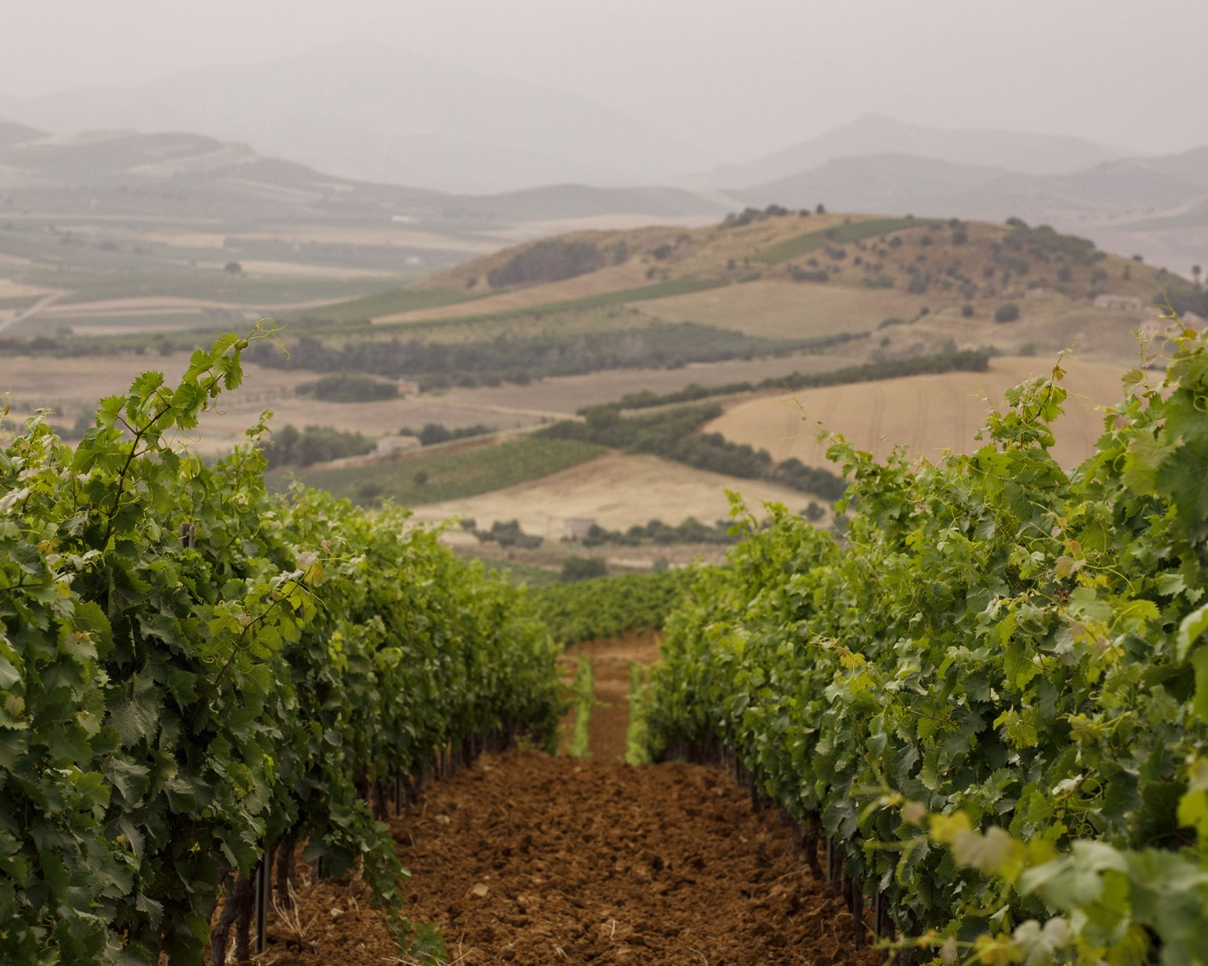 VERZANICA - Monreale  località reportage VIGNA  - vitigno MERLOT - Giugno 2021 - Ph © Giorgio Salvatori - www,giorgiosalvatori.com