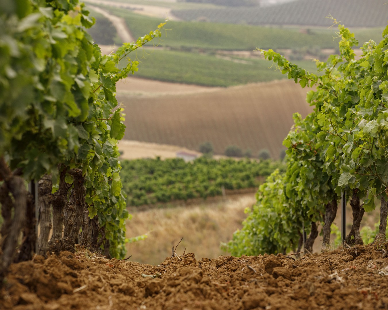 VERZANICA - Monreale  località reportage VIGNA  - vitigno MERLOT - Giugno 2021 - Ph © Giorgio Salvatori - www,giorgiosalvatori.com