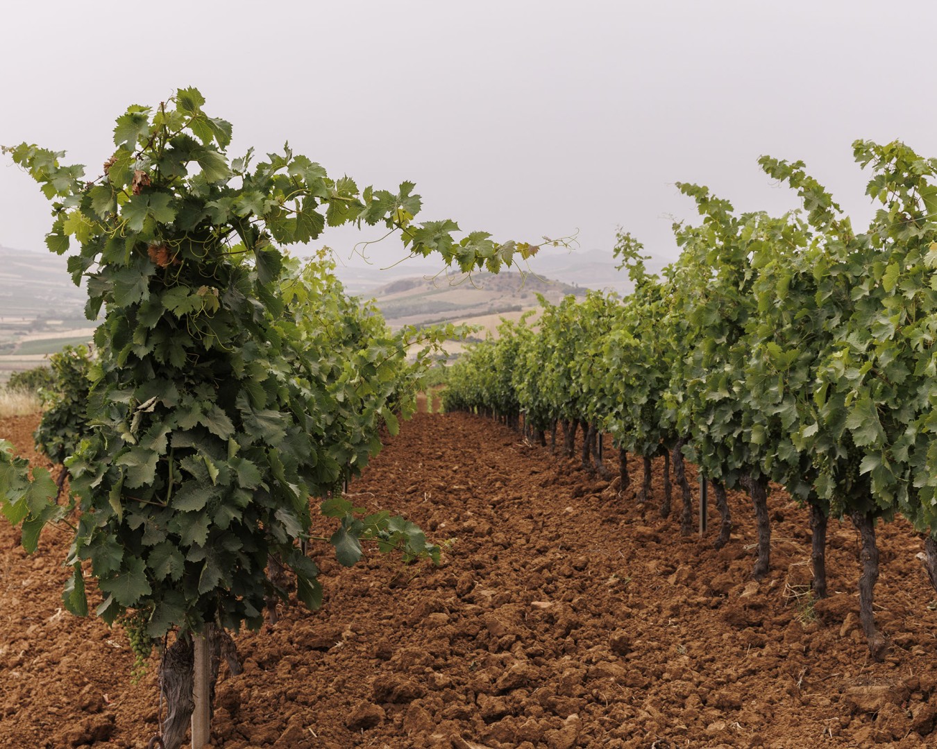 VERZANICA - Monreale  località reportage VIGNA  - vitigno MERLOT - Giugno 2021 - Ph © Giorgio Salvatori - www,giorgiosalvatori.com