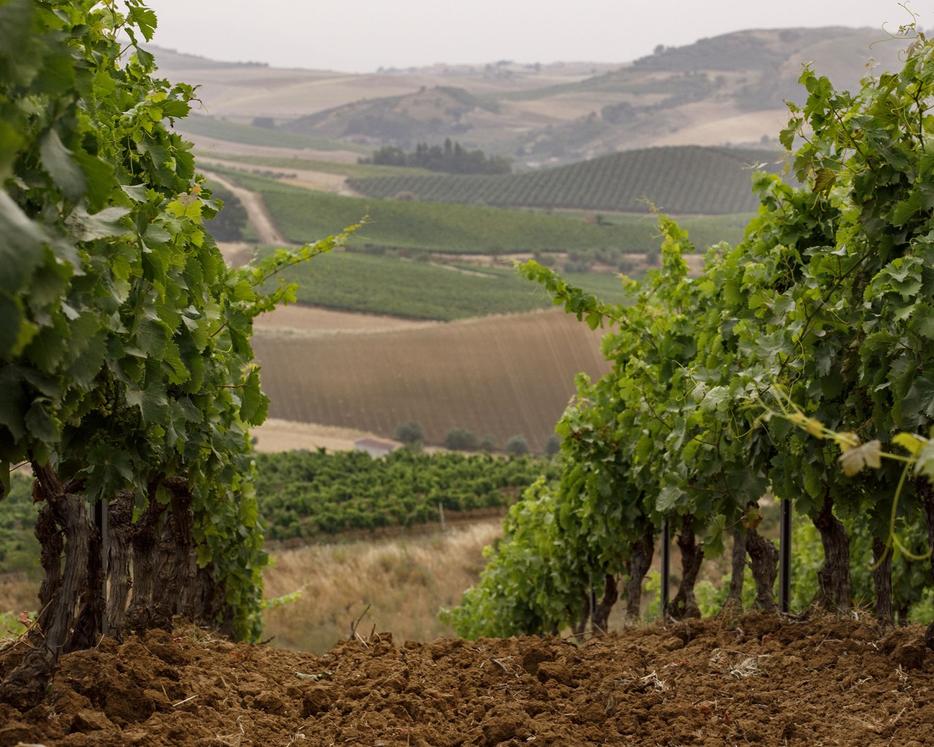 VERZANICA - Monreale  località reportage VIGNA  - vitigno MERLOT - Giugno 2021 - Ph © Giorgio Salvatori - www,giorgiosalvatori.com