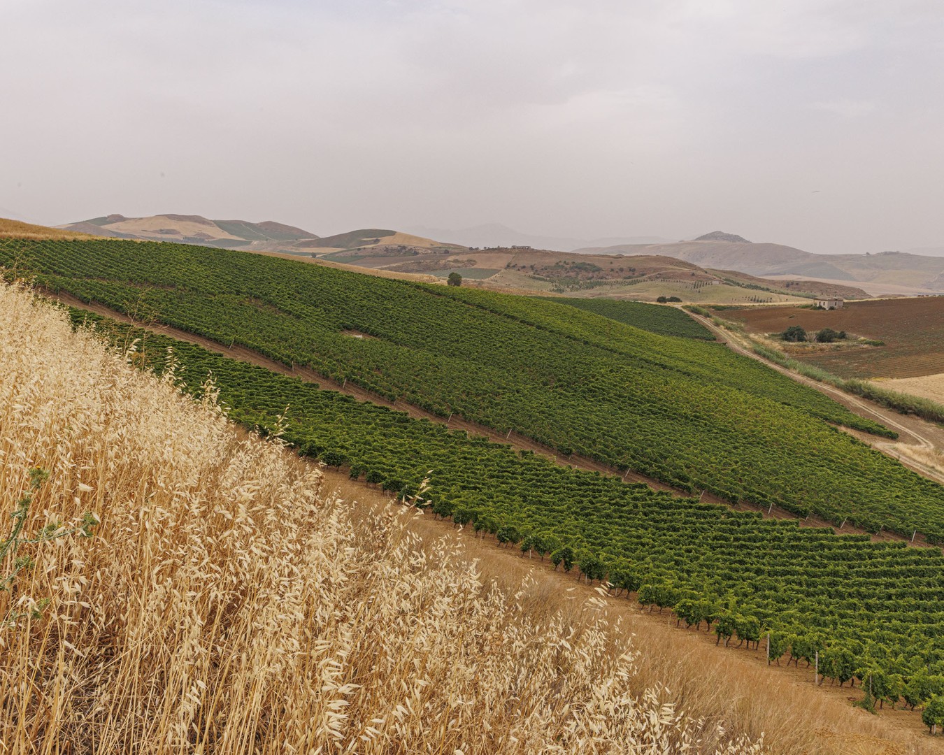 VERZANICA - Monreale  località reportage VIGNA  - vitigno MERLOT - Giugno 2021 - Ph © Giorgio Salvatori - www,giorgiosalvatori.com