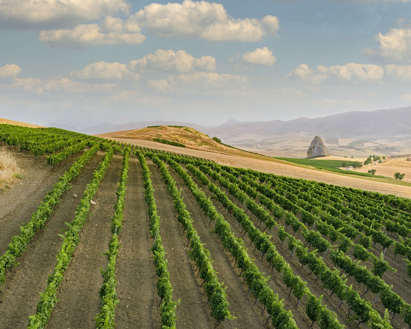 PIETRALUNGA - Monreale  località reportage VIGNA  - vitigno Grillo - Giugno 2021 - Ph © Giorgio Salvatori - www,giorgiosalvatori.com