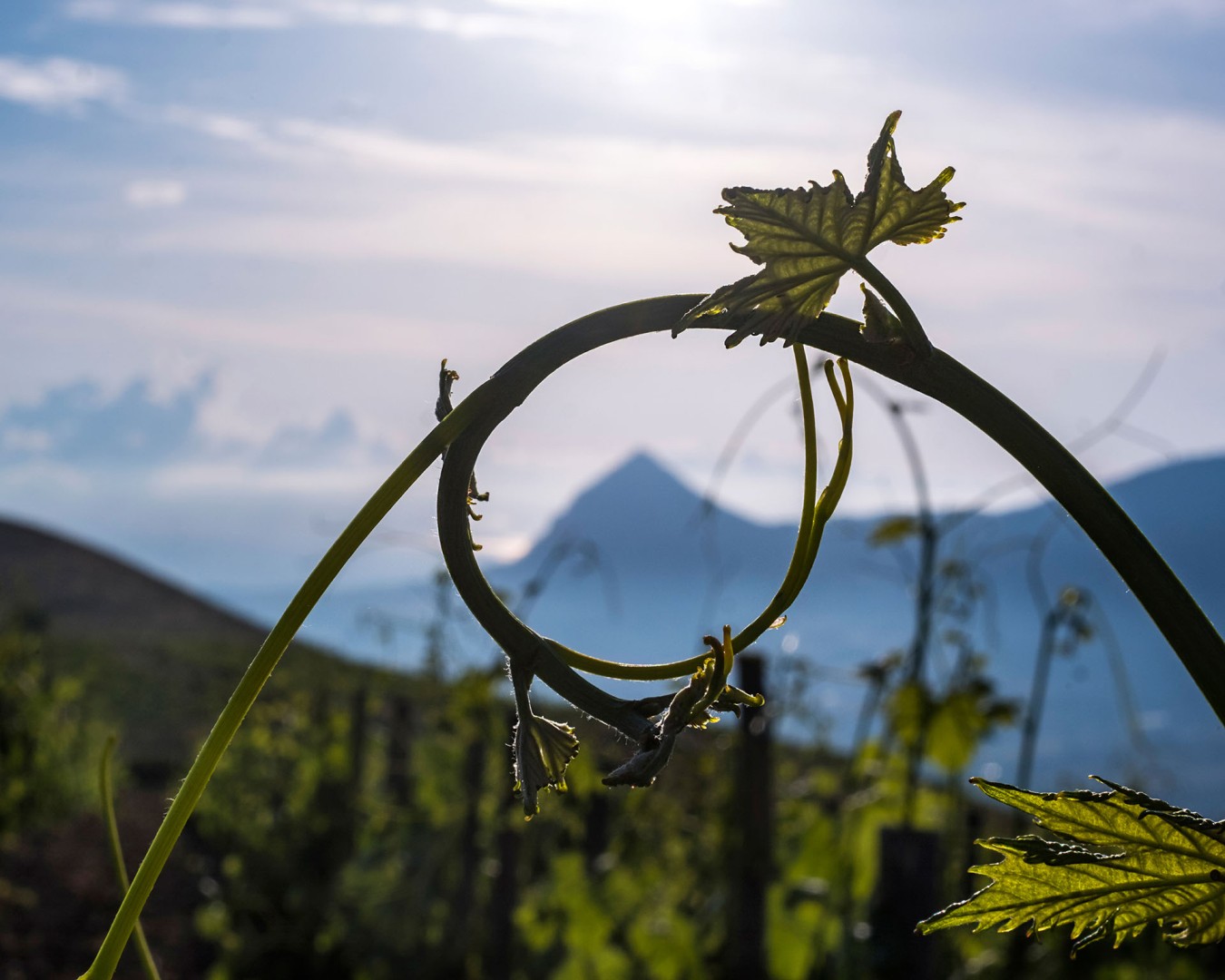 Backstage Reportage e Landscape fotografico Libera Terra - Sicilia Giugno 2017 - Ph © GIORGIO SALVATORI - nella foto vigna a Portella della Ginestra, Piana degli Albanesi (PA)