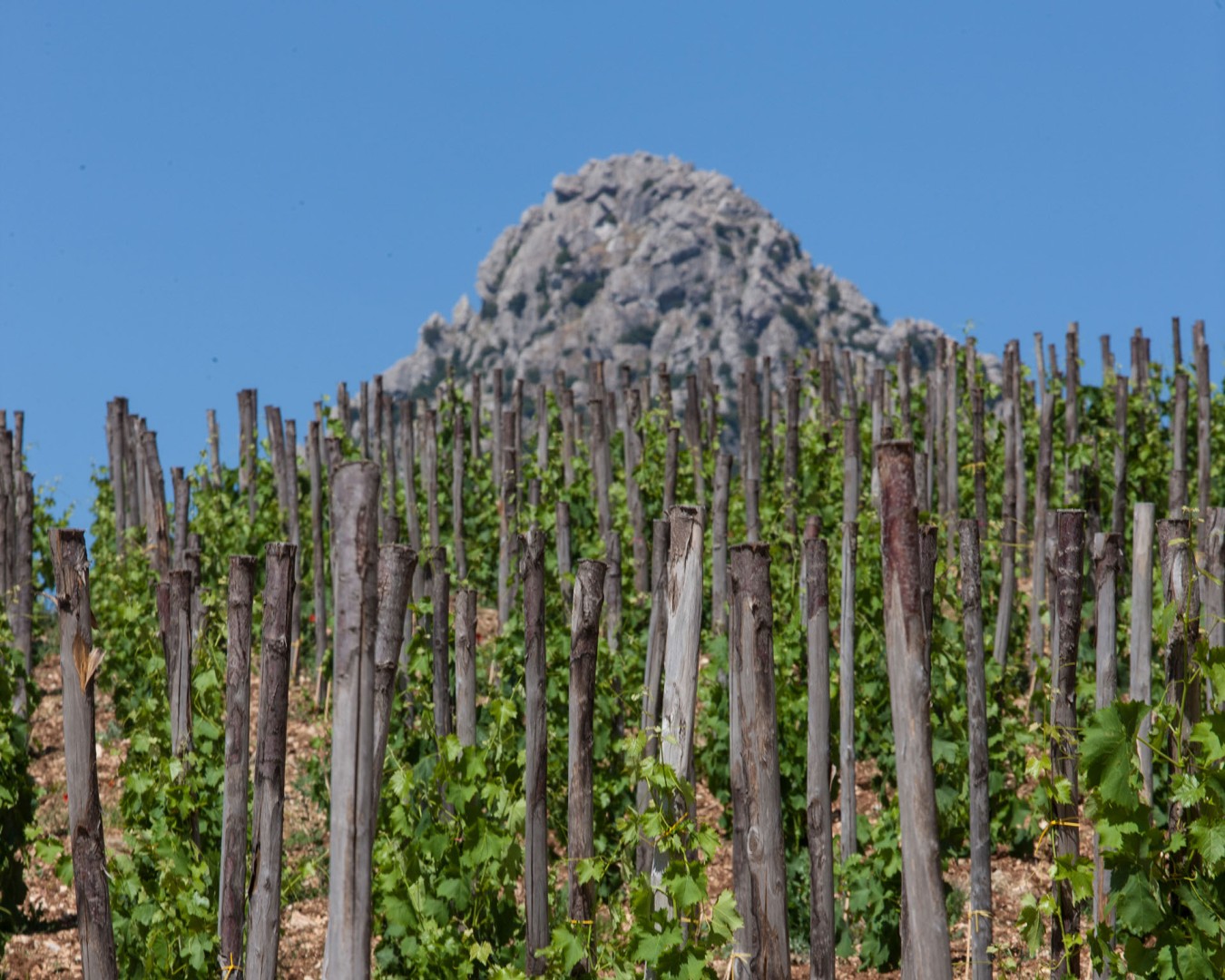 LIBERA TERRA SICILIA loc.PortellA della Ginestra nella photo (Ph © GIORGIO_SALVATORI) vista della vigna;