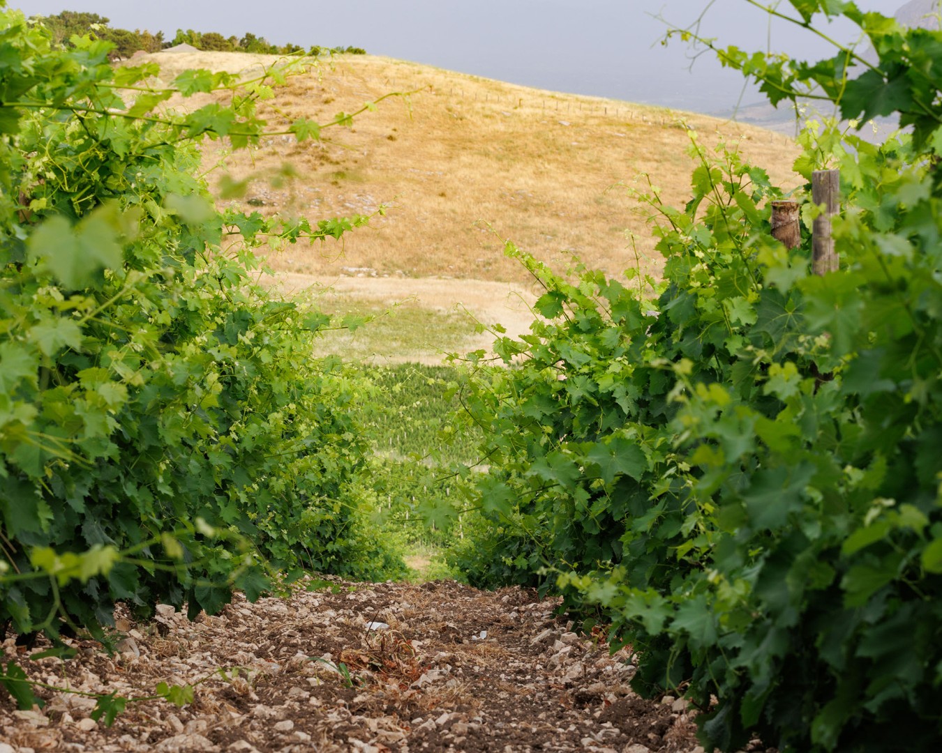 PORTELLA DELLA GINESTRA -  località reportage  - vitigno nerello/nocera- alba - Giugno 2021 - Ph © Giorgio Salvatori - www,giorgiosalvatori.com