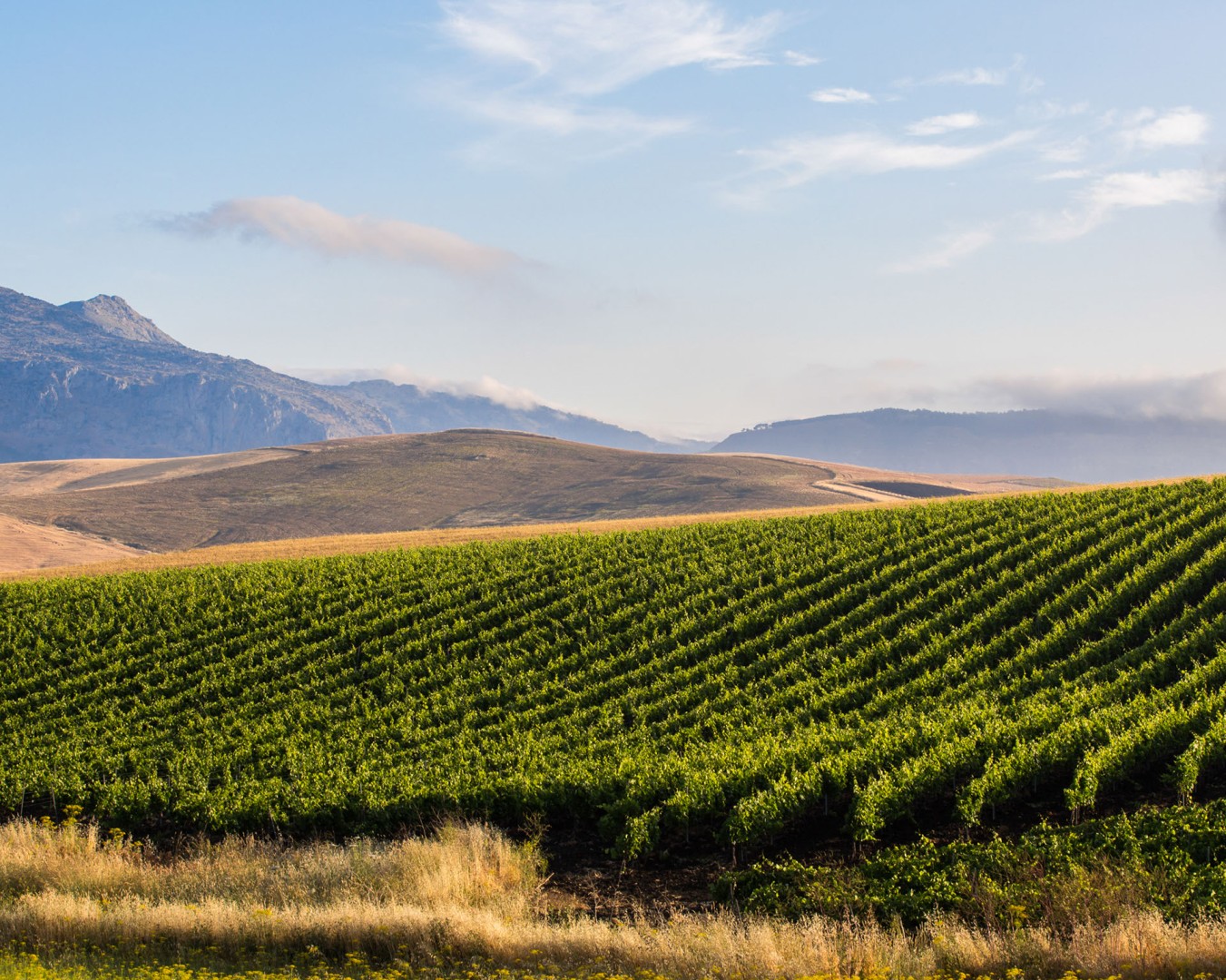 Reportage e Landscape fotografico Libera Terra - Sicilia Giugno 2017 - Ph © GIORGIO SALVATORI - nella foto vigna di Nero d'Avola a Contrada Pioppo, Monreale (PA)