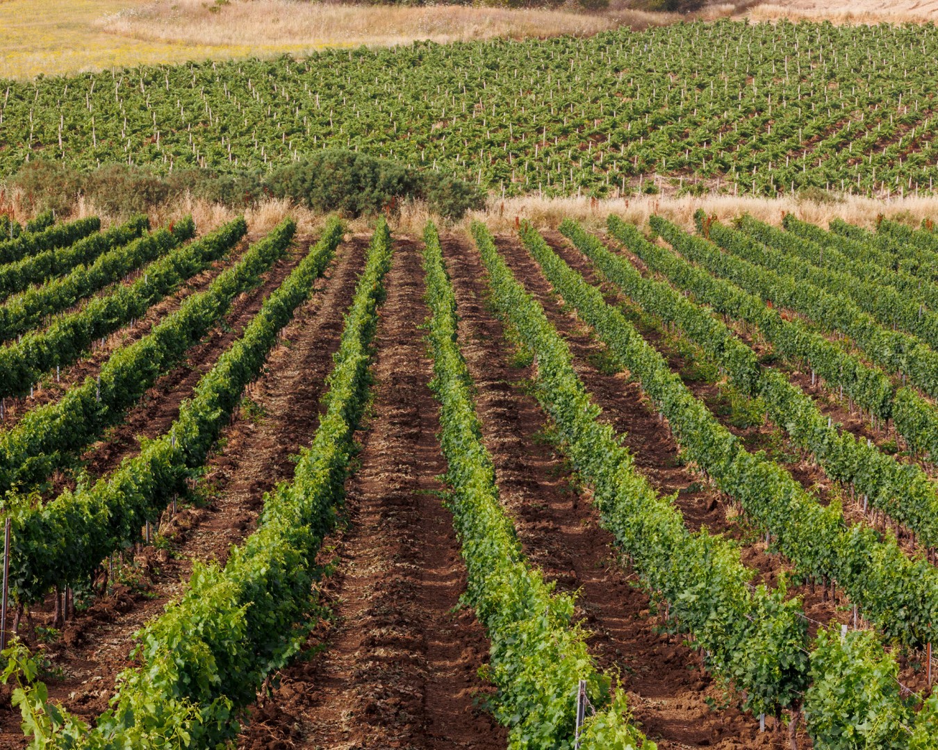 SALADINO - Monreale  località reportage VIGNA  - vitigno MERLOT - Giugno 2021 - Ph © Giorgio Salvatori - www,giorgiosalvatori.com