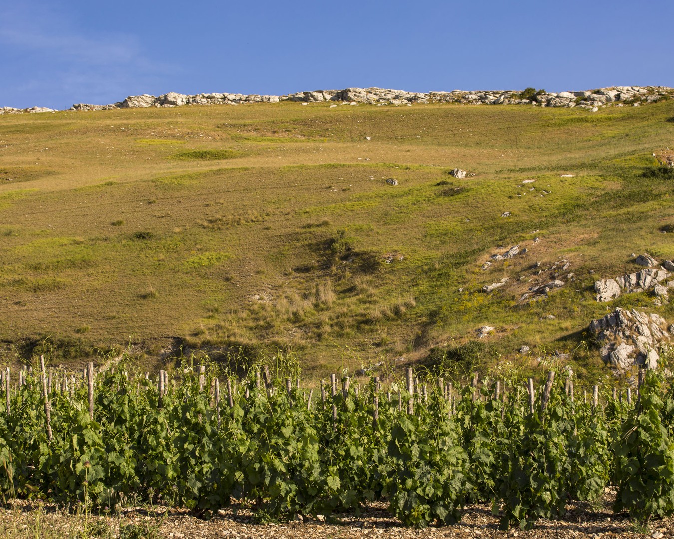 Reportage e Landscape fotografico Libera Terra - Sicilia Giugno 2017 - Ph © GIORGIO SALVATORI - nella foto vigna a Portella della Ginestra, Piana degli Albanesi (PA)