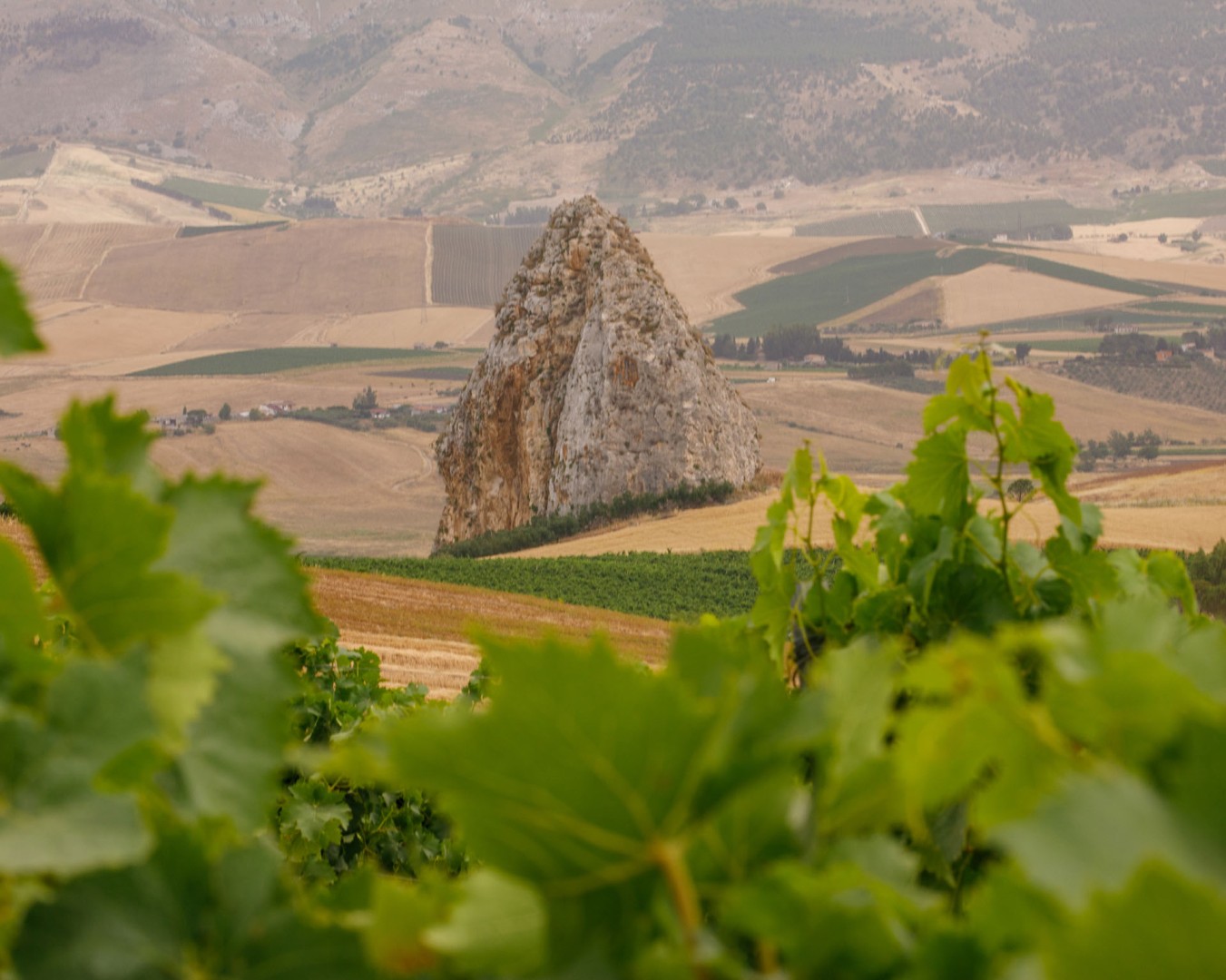 PIETRALUNGA - Monreale  località reportage VIGNA  - vitigno Grillo - Giugno 2021 - Ph © Giorgio Salvatori - www,giorgiosalvatori.com
