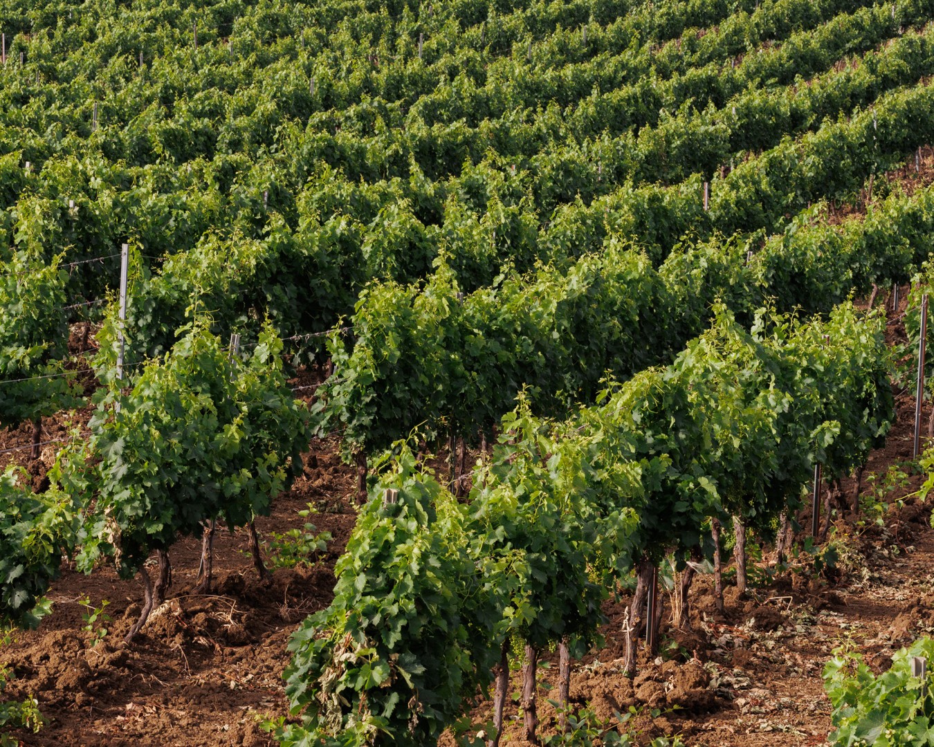 SALADINO - Monreale  località reportage VIGNA  - vitigno MERLOT - Giugno 2021 - Ph © Giorgio Salvatori - www,giorgiosalvatori.com