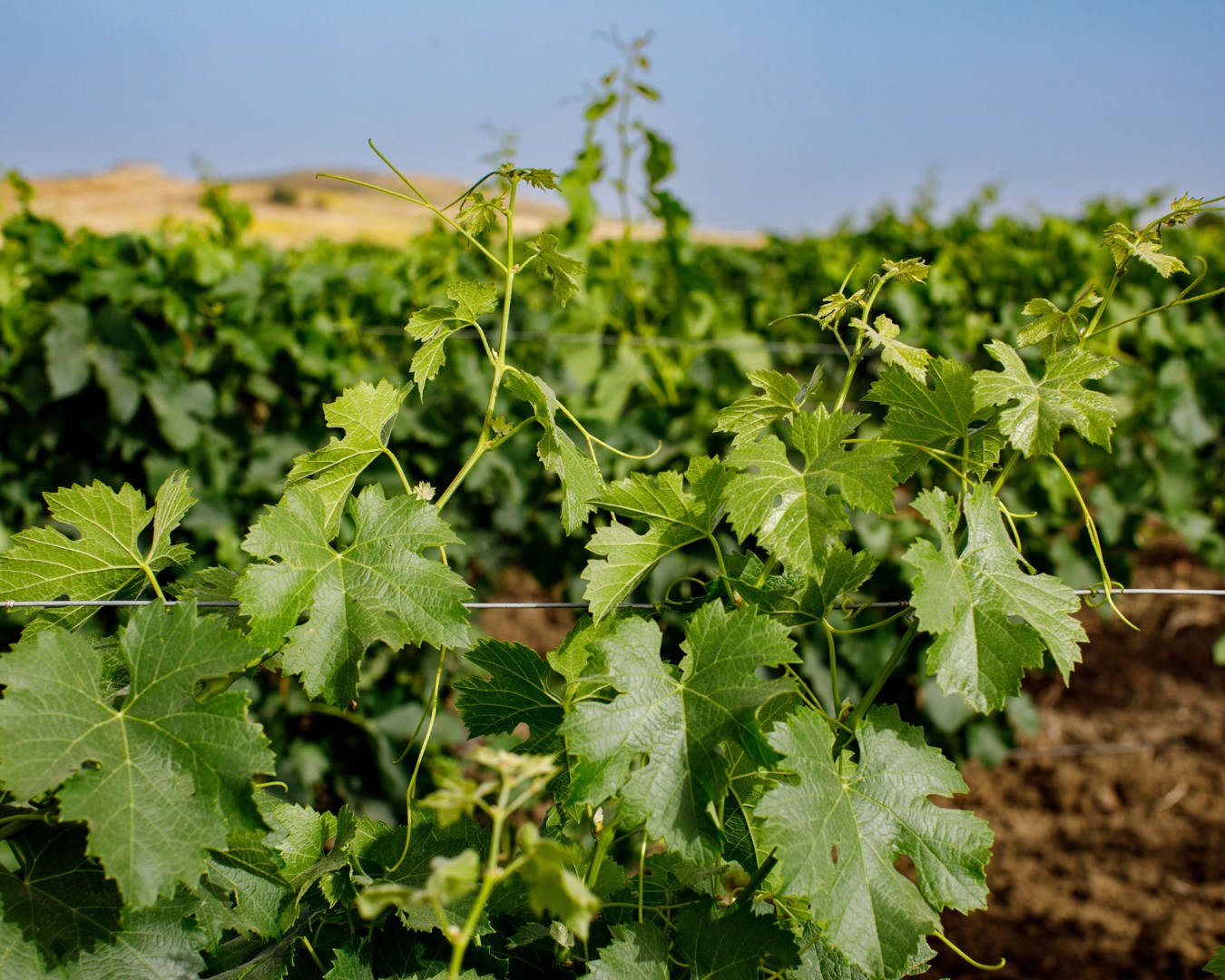 SALADINO - Monreale  località reportage VIGNA  - vitigno MERLOT - Giugno 2021 - Ph © Giorgio Salvatori - www,giorgiosalvatori.com