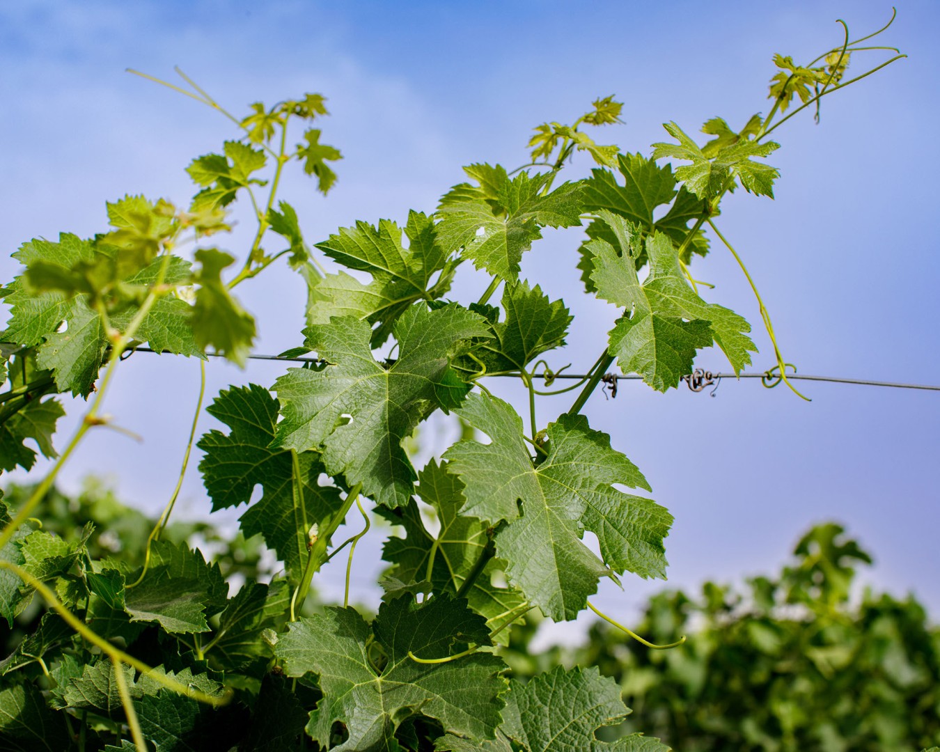 SALADINO - Monreale  località reportage VIGNA  - vitigno MERLOT - Giugno 2021 - Ph © Giorgio Salvatori - www,giorgiosalvatori.com