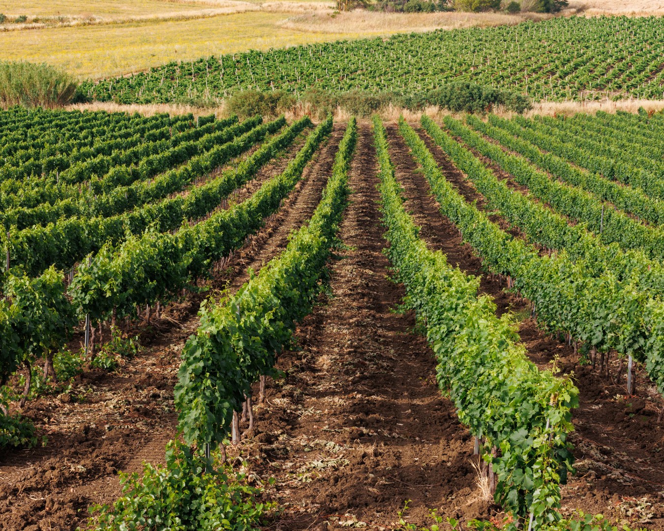 SALADINO - Monreale  località reportage VIGNA  - vitigno MERLOT - Giugno 2021 - Ph © Giorgio Salvatori - www,giorgiosalvatori.com