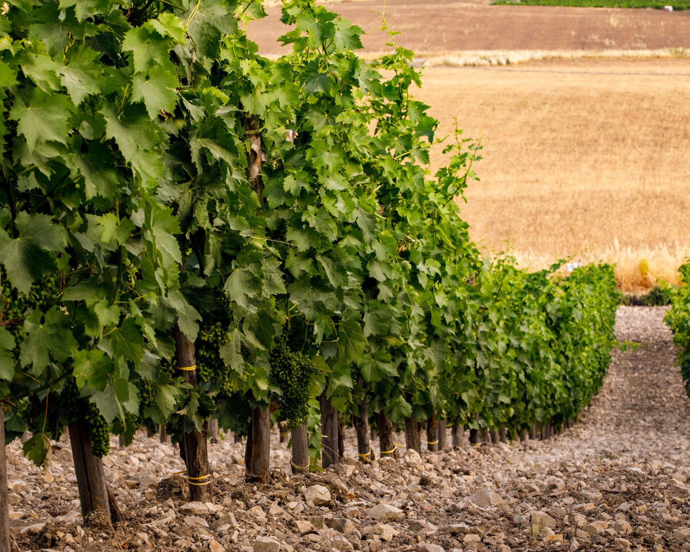 LIBERA TERRA MEDITERRANEA - VIGNE località KAGGIO (monreale) uvaggio carricante - Giugno 2021- (Ph © Giorgio Salvatori)