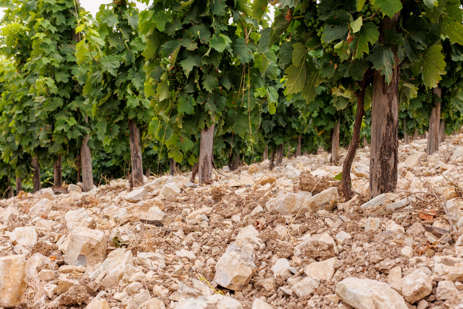 LIBERA TERRA MEDITERRANEA - VIGNE località KAGGIO (monreale) uvaggio carricante - Giugno 2021- (Ph © Giorgio Salvatori)