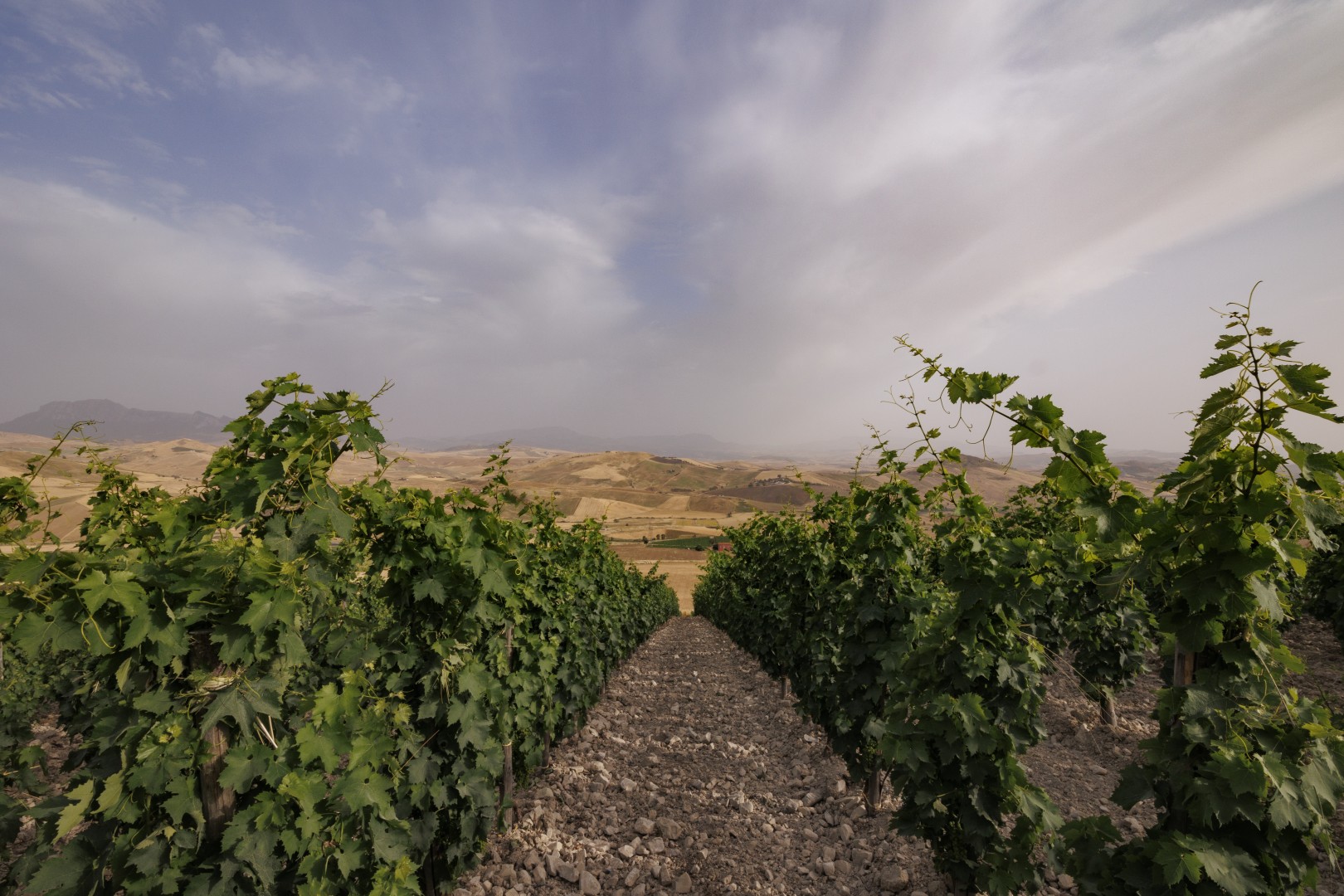 LIBERA TERRA MEDITERRANEA - VIGNE località KAGGIO (monreale) uvaggio carricante - Giugno 2021- (Ph © Giorgio Salvatori)