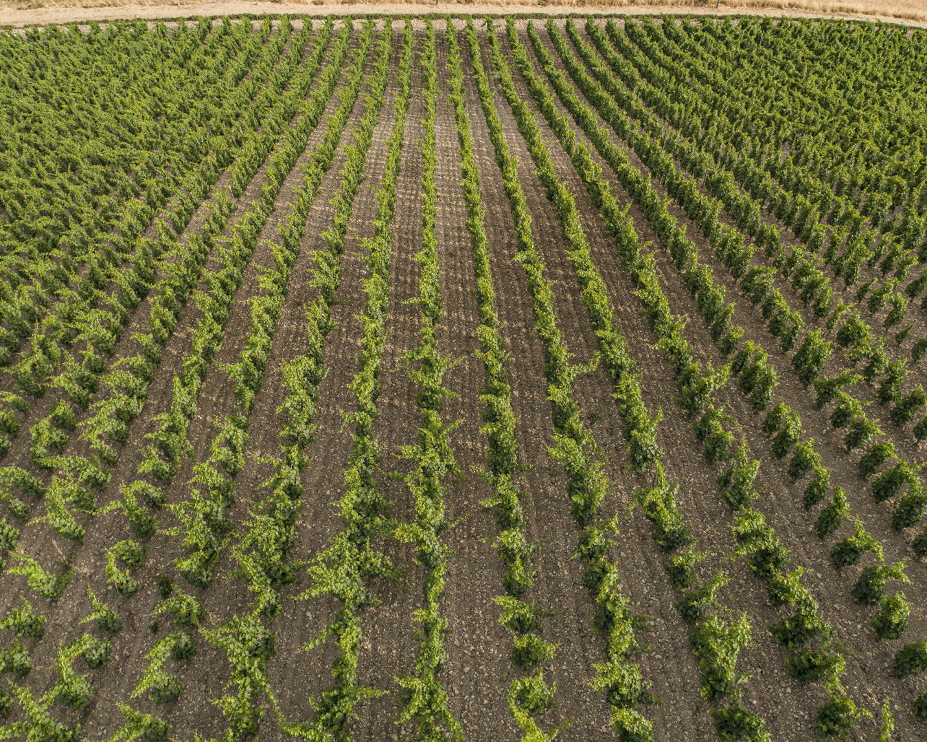 LIBERA TERRA MEDITERRANEA - VIGNE località KAGGIO (monreale) uvaggio carricante - Giugno 2021- (Ph © Giorgio Salvatori)