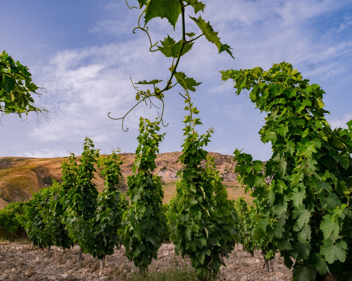 LIBERA TERRA MEDITERRANEA - VIGNE località KAGGIO (monreale) uvaggio carricante - Giugno 2021- (Ph © Giorgio Salvatori)