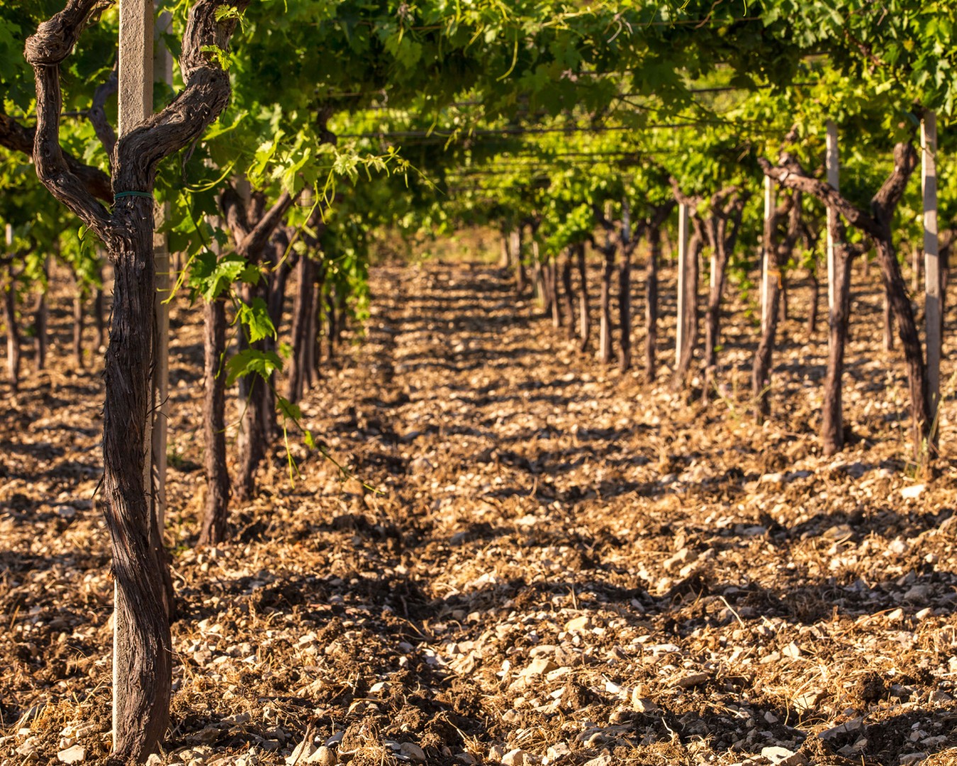 Reportage e Landscape fotografico Libera Terra - Sicilia Giugno 2017 - Ph © GIORGIO SALVATORI - nella foto vigna di Trebbiano a Contrada Cerasa, Monreale (PA)