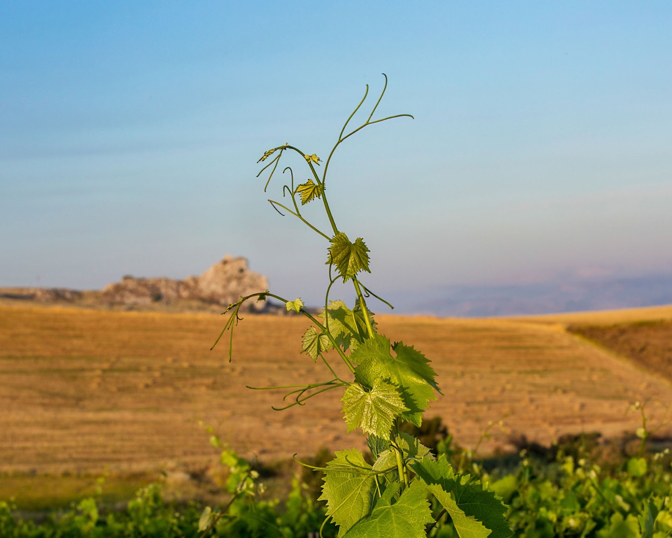 Reportage e Landscape fotografico Libera Terra - Sicilia Giugno 2017 - Ph © GIORGIO SALVATORI - nella foto vigna di Nero d'Avola a Contrada Pioppo, Monreale (PA)