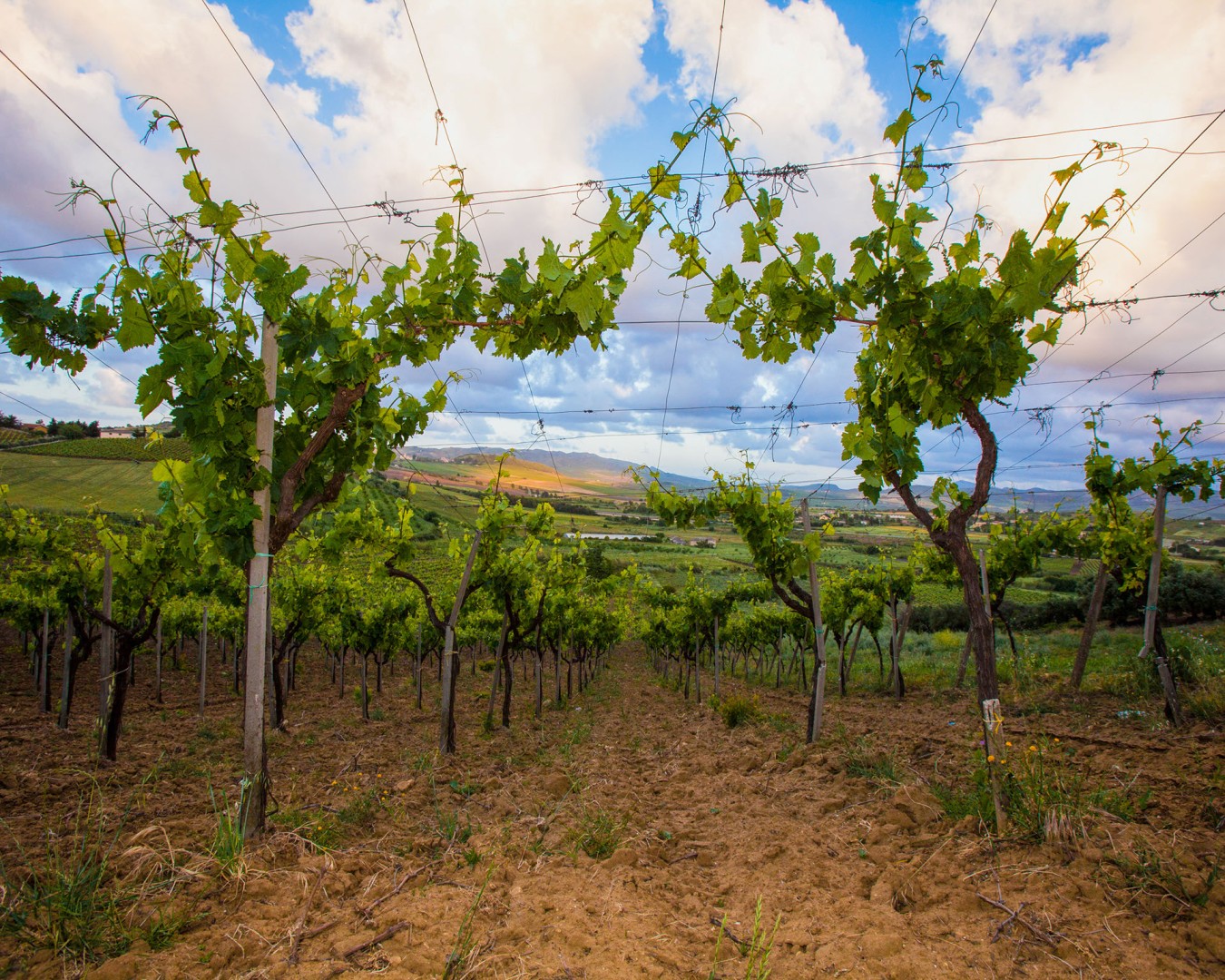 LIBERA TERRA SICILIA loc. Muffoletto nella photo (Ph © GIorgio Salvatori) vista del vigneto all'alba