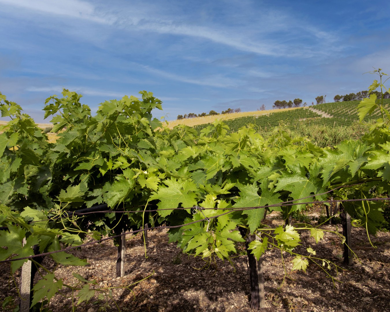 Tendoni di Trebbiano_7