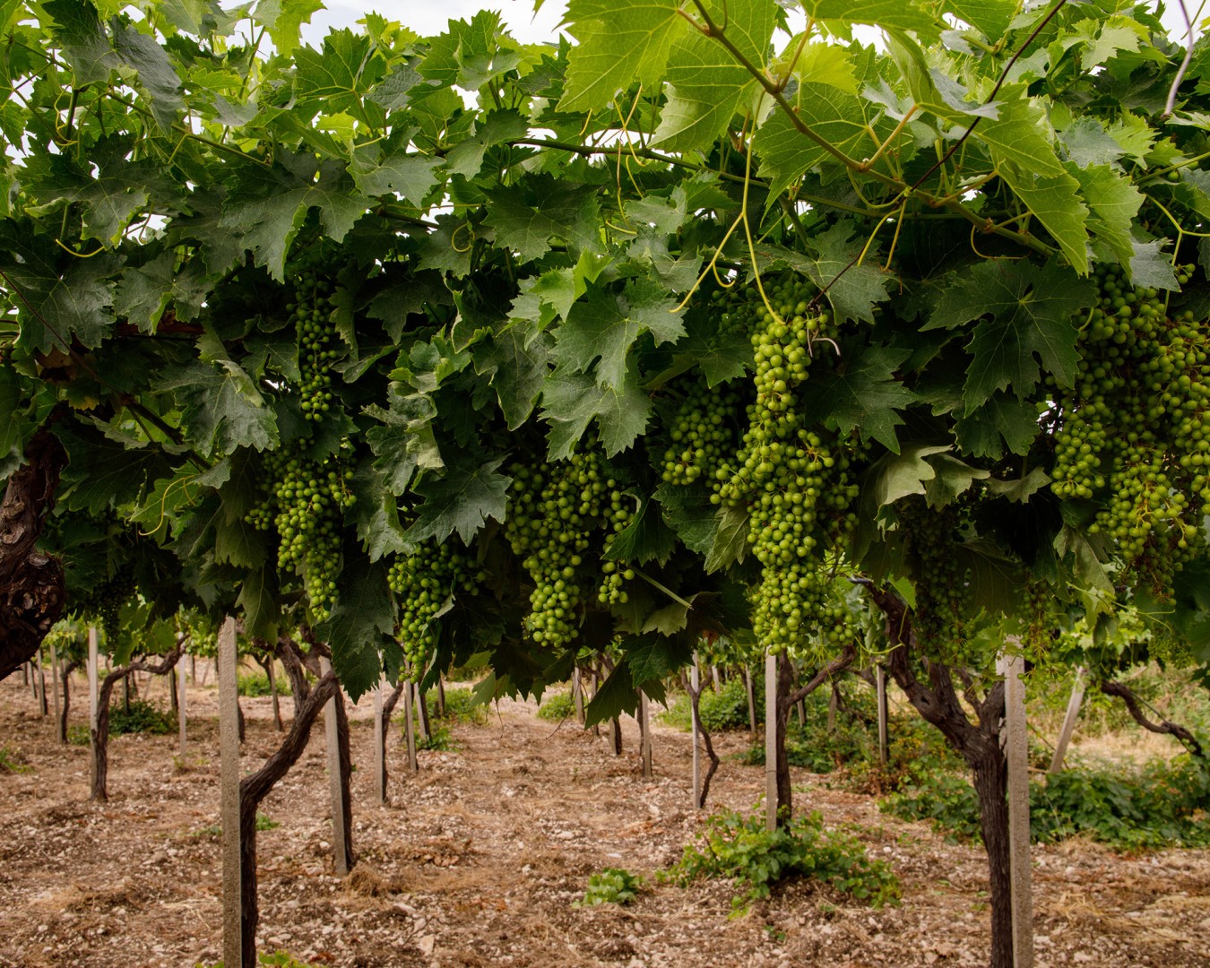 CERASA -  località reportage  - vitigno trebbiano a tendone e perricone a spalliera- alba - Giugno 2021 - Ph © Giorgio Salvatori - www,giorgiosalvatori.com
