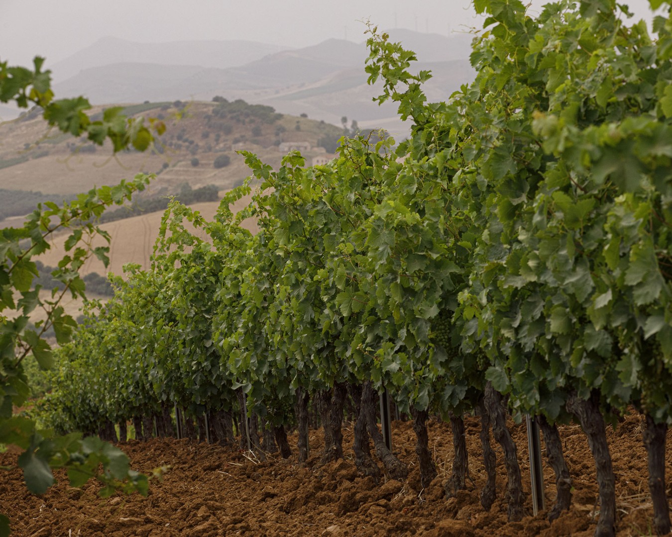 VERZANICA - Monreale  località reportage VIGNA  - vitigno MERLOT - Giugno 2021 - Ph © Giorgio Salvatori - www,giorgiosalvatori.com